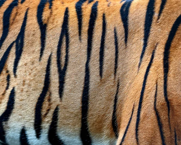 Pruhy Kůži Bengálského Tygra Pravou Kožešinu — Stock fotografie