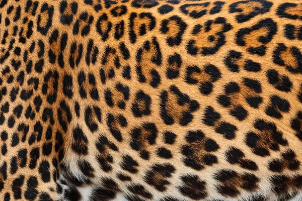 Close Leopard Futra Dla Tła Prawdziwe Futra — Zdjęcie stockowe