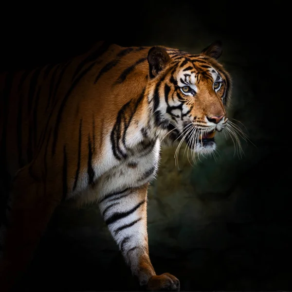 Headshot Indochinese Tiger Panthera Tigris Corbetti Black Copyspace — Stock Photo, Image