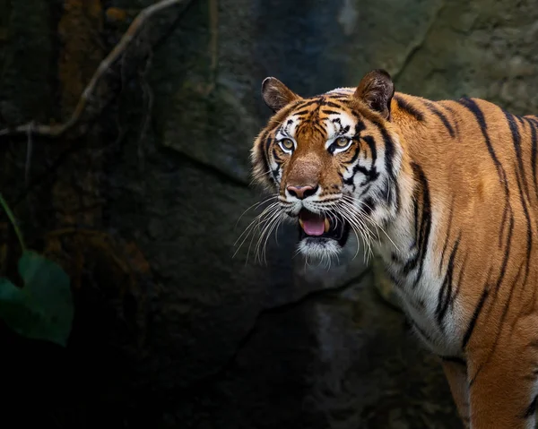 Porträt Eines Erwachsenen Indochinesischen Tigers Freien Panthera Tigris Corbetti Natürlichen — Stockfoto
