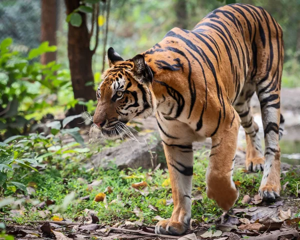 Portrét Stojí Dospělého Tygra Indočínského Hledá Kořist Panthera Tigris Corbetti — Stock fotografie