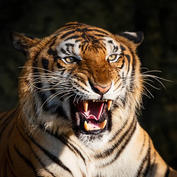 Indochinese Tiger Panthera Tigris Corbetti Natural Habitat Wild Dangerous Animal — Stock Photo, Image