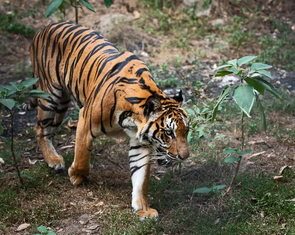 Porträtt Ständiga Vuxna Indokinesiska Tiger Utomhus Panthera Tigris Corbetti Den — Stockfoto