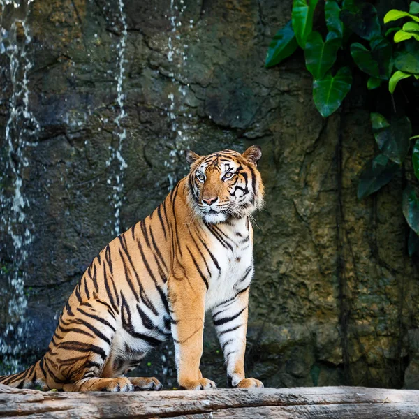 Porträtt Ständiga Vuxna Indokinesiska Tiger Utomhus Panthera Tigris Corbetti Den — Stockfoto