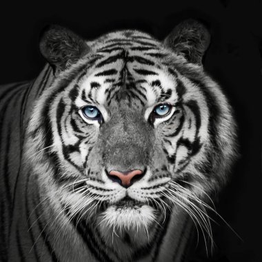 Çinhindi beyaz kaplan headshot. (Panthera tigris corbetti) siyah ile boşaltmak