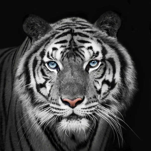 Headshot Indochinese White Tiger Panthera Tigris Corbetti Black Copyspace — Stock Photo, Image