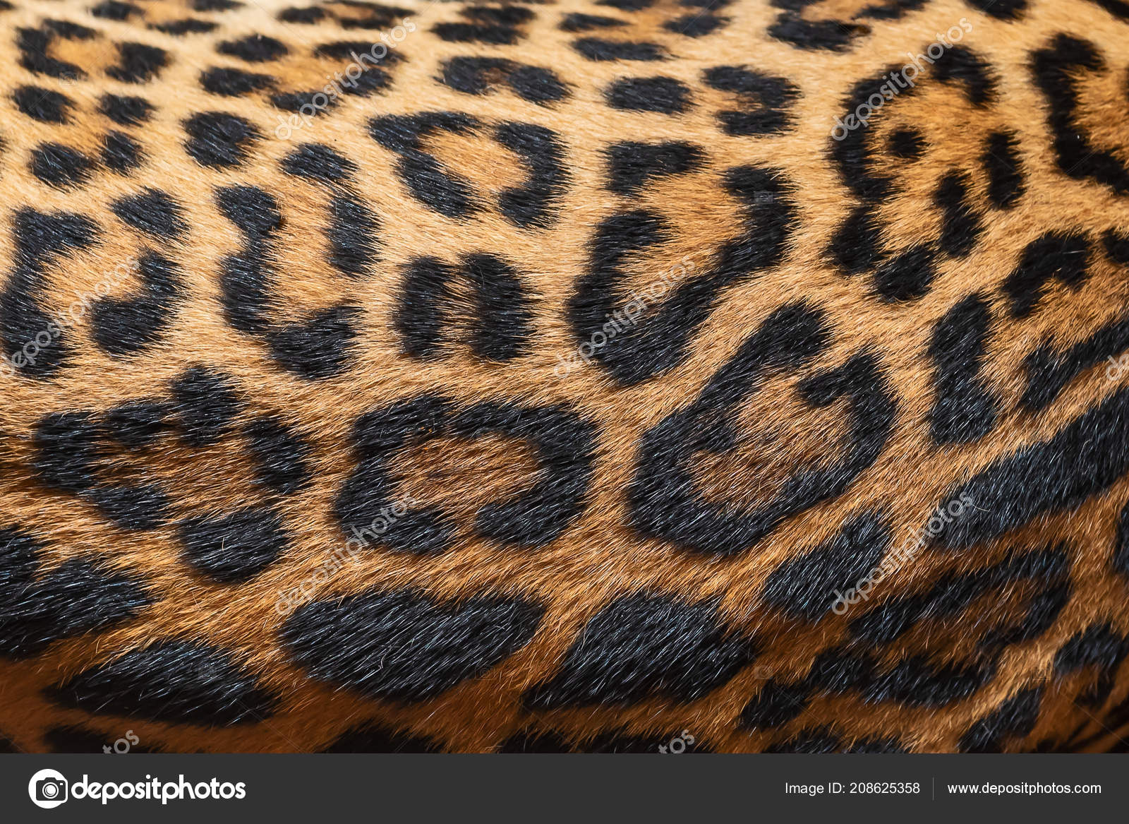 Leopard fur 2024