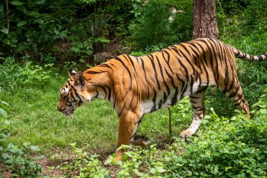 Portre yetişkin Çinhindi kaplanı açık havada duran. (Panthera tigris corbetti) doğal ortamlarında, vahşi tehlikeli hayvan doğal ortamlarında, Tayland.