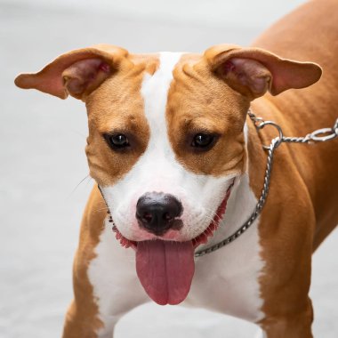 Headshot, jack russell terrier.