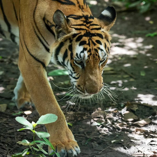 Portrét Stojí Dospělého Tygra Indočínského Venku Panthera Tigris Corbetti Přirozeném — Stock fotografie