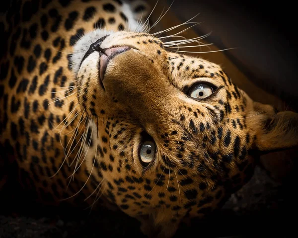 Durante Giorno Leopardo Rilassa Nel Bosco — Foto Stock