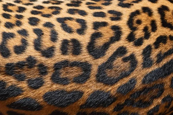 Luipaard Bont Textuur Echte Bont — Stockfoto
