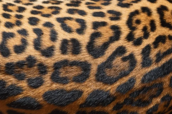 Leopar kürk doku (gerçek kürk)