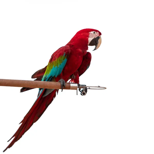 Colorido Pájaro Loro Guacamayo Rojo Verde Aislado Sobre Fondo Blanco —  Fotos de Stock