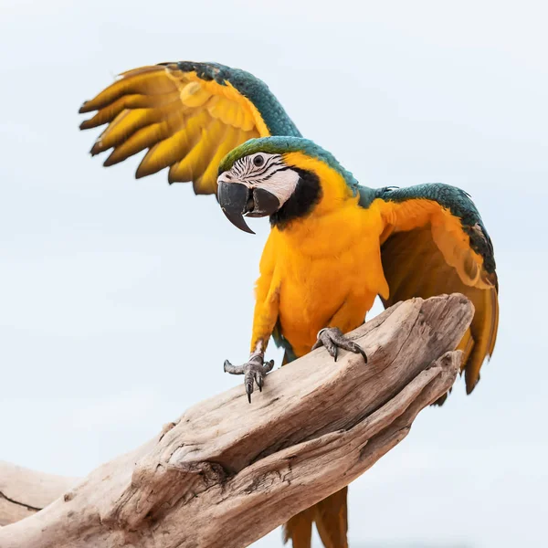 Loro Guacamayo Azul Amarillo Alas Desplegadas — Foto de Stock