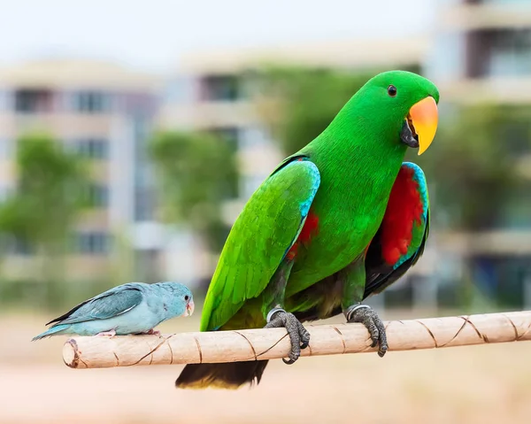 Eclectus Zielone Papugi Forpus Ptak Drewnianym Barze — Zdjęcie stockowe