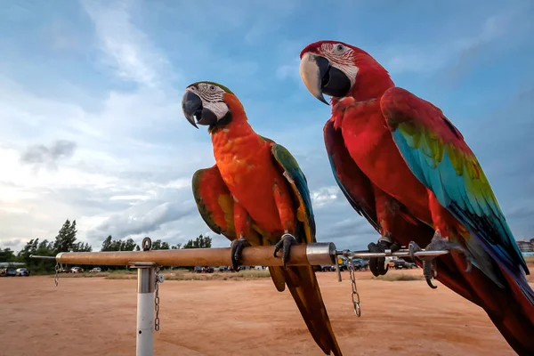 Dwa Kolorowe Papugi Siedzieli Drewniany Bar — Zdjęcie stockowe