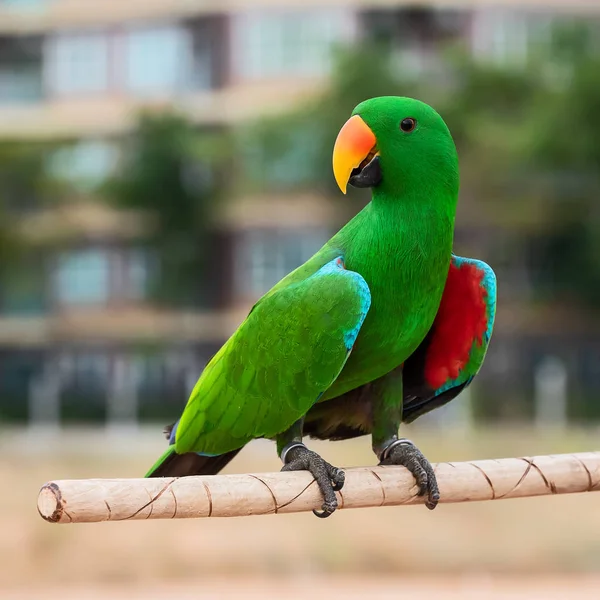 Πράσινο Eclectus Παπαγάλους Και Forpus Πουλί Ένα Ξύλινο Μπαρ — Φωτογραφία Αρχείου