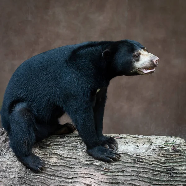 Πρόσωπο Στον Ήλιο Αρκούδα Helarctos Malayanus Αρκούδα Ήλιος Helarctos Malayanus — Φωτογραφία Αρχείου