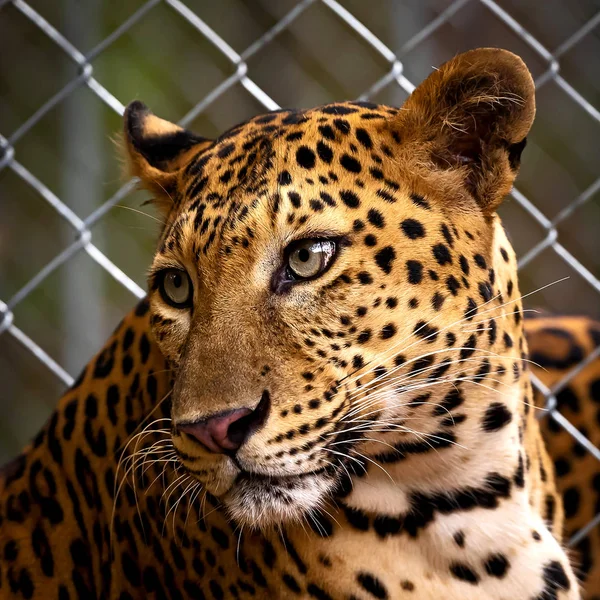 Leopardo Sta Concentrando Qualcosa Serio — Foto Stock