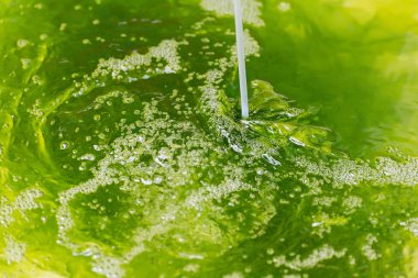 Deniz marul, kültür gölet Ulva lactuca.