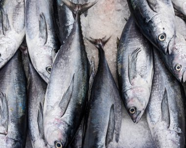 Longtail ton balığı ya da Kuzey mavi yüzgeçli orkinos balık pazarında satmak için kap üzerinde.
