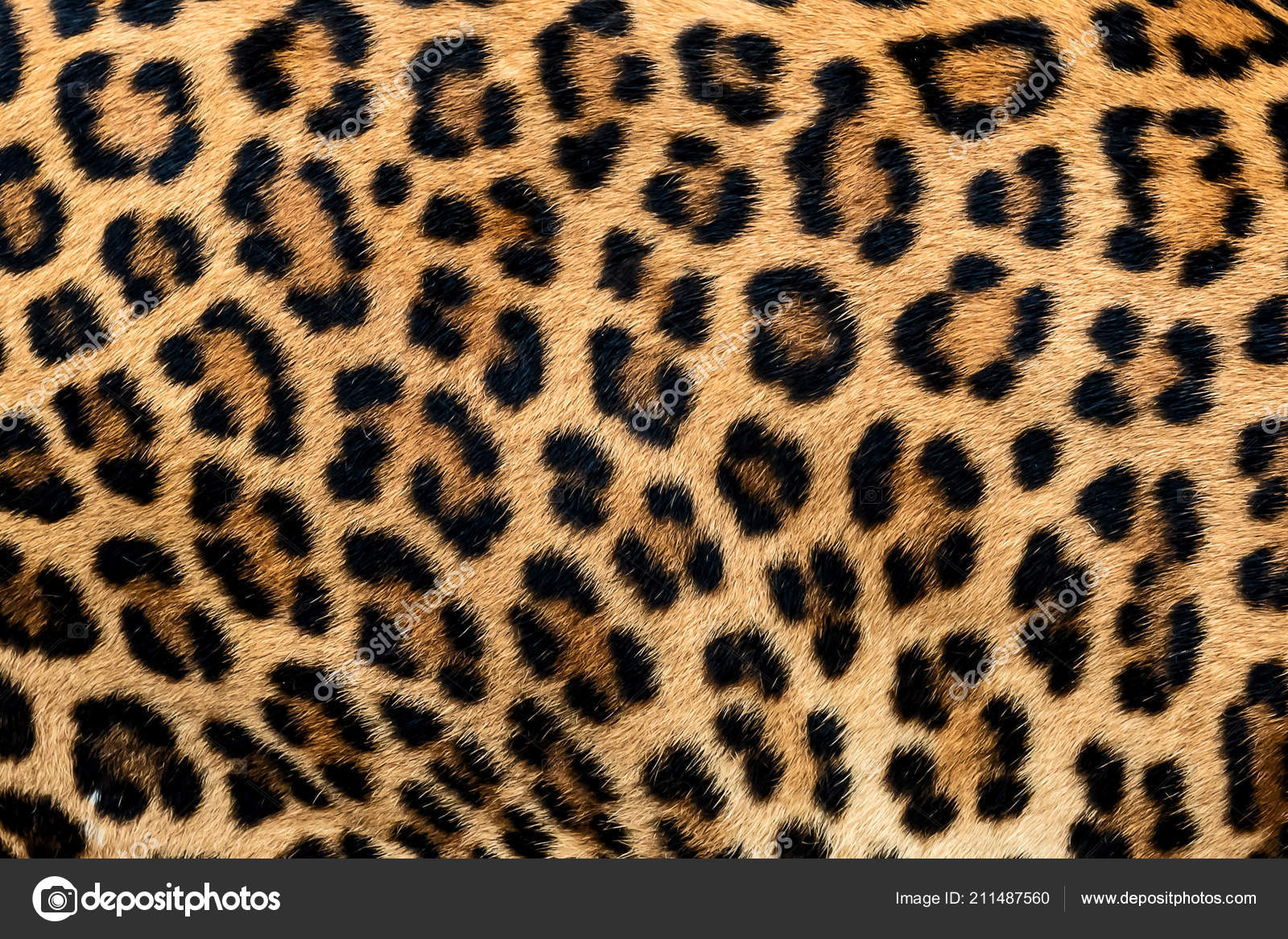 Leopard fur clearance