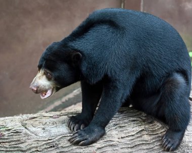 Sun Bear (Helarctos malayanus) Güneş Ayısı (Helarctos malayanus))