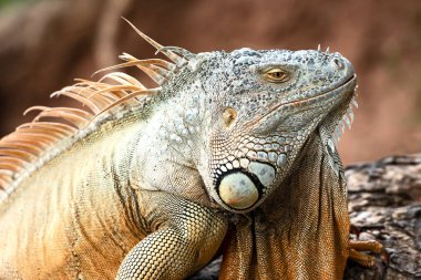 Yüz yeşil iguana bükülmüş ağaç dalı üzerinde kapatın.