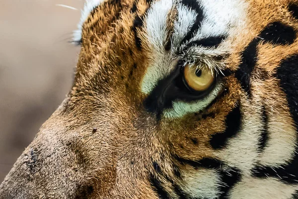 Oeil Féroce Tigre Bengale — Photo