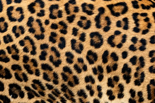 Textura Pele Leopardo Pele Real — Fotografia de Stock