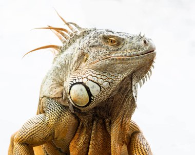 Yüz beyaz zemin üzerine yeşil iguana izole kapatmak.