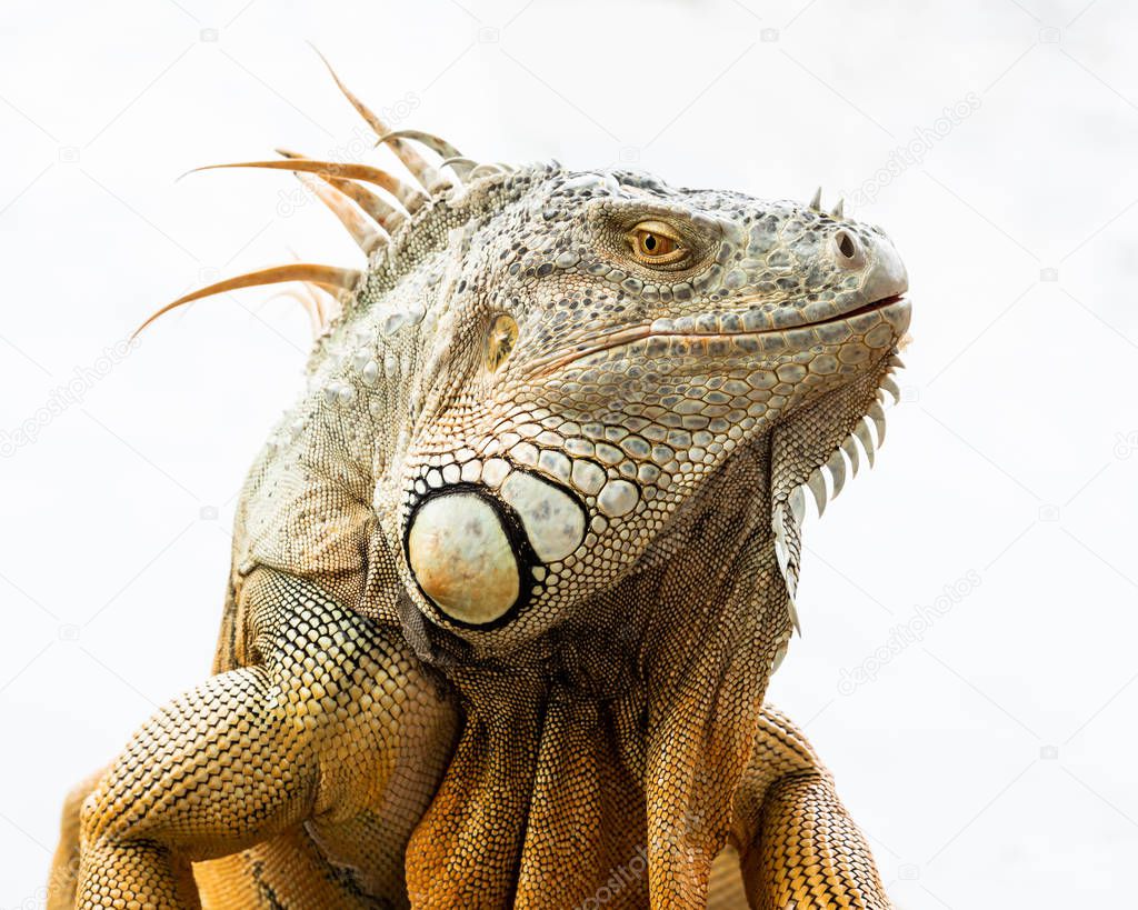 Close up face green iguana isolated on white background.