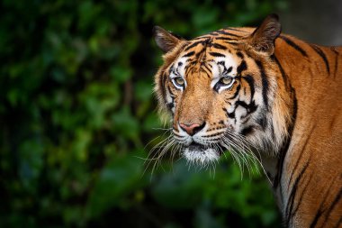 Portre yetişkin Çinhindi kaplanı açık havada duran. (Panthera tigris corbetti) doğal ortamlarında, vahşi tehlikeli hayvan doğal ortamlarında, Tayland.