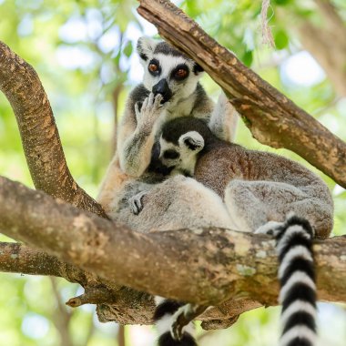 Ring-Tailed lemur (Lemur catta) emzirme bir hayvanat bahçesi.