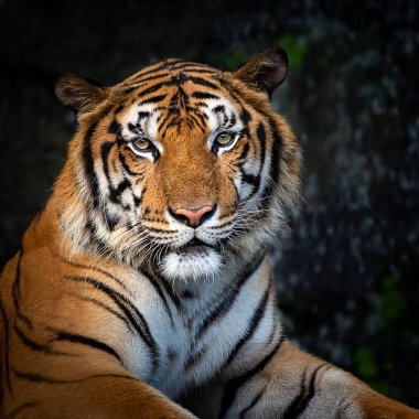 Portre yetişkin Çinhindi kaplanı açık havada duran. (Panthera tigris corbetti) doğal ortamlarında, vahşi tehlikeli hayvan doğal ortamlarında, Tayland.