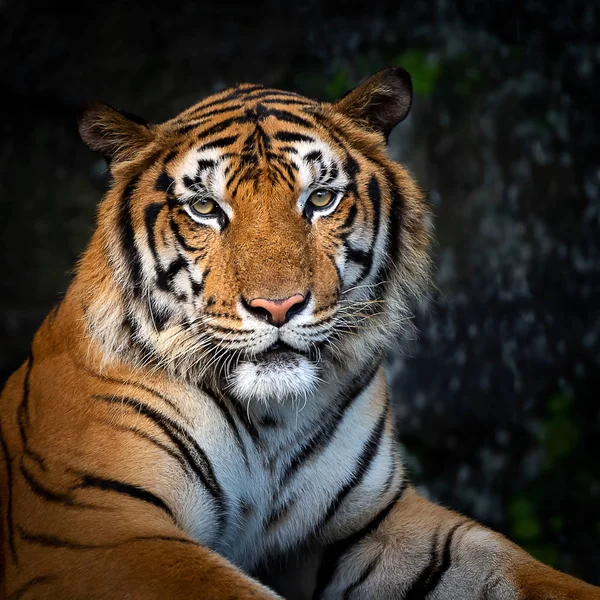 Portrait Tigre Indochinois Adulte Debout Extérieur Panthera Tigris Corbetti Dans — Photo