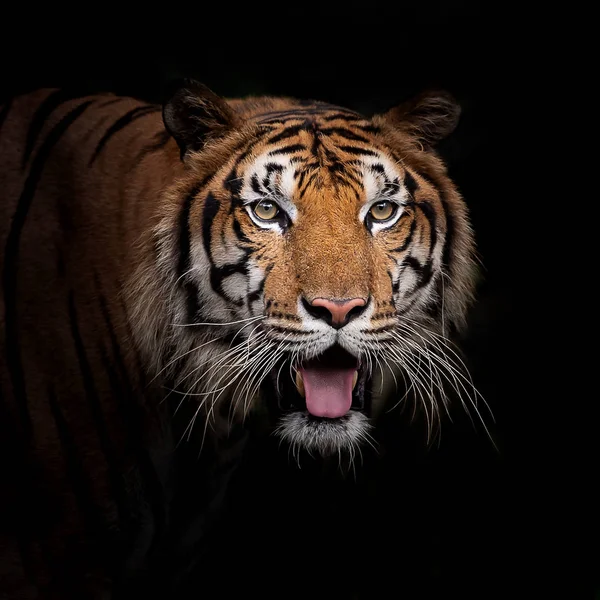 Tête Tigre Bengale Sur Noir Avec Copyspace — Photo