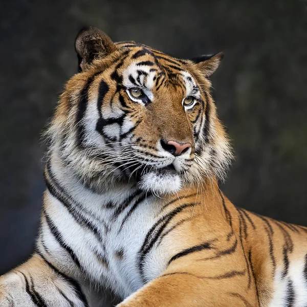 直立成人印度支那老虎的肖像在户外 虎底格里斯河 Corbetti 在自然生境 野生危险动物在自然栖所 在泰国 — 图库照片