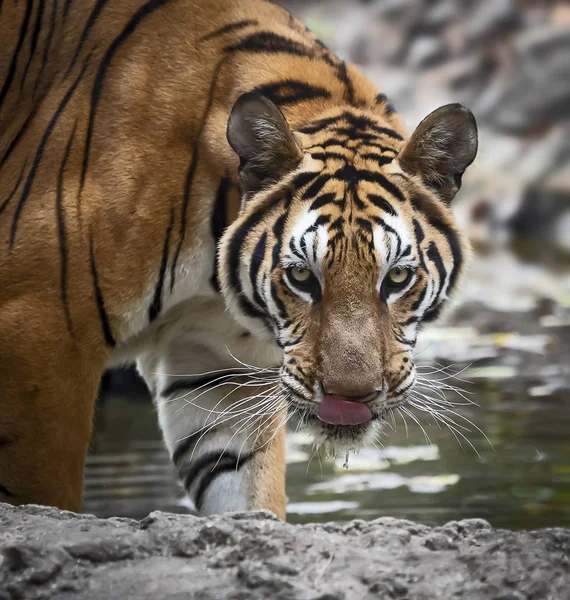 That tiger look straight at me, it so scary, wild dangerous animal in the natural habitat, in Thailand.