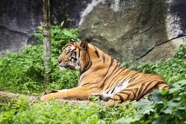 Portre yetişkin Çinhindi kaplanı açık havada duran. (Panthera tigris corbetti) doğal ortamlarında, vahşi tehlikeli hayvan doğal ortamlarında, Tayland.