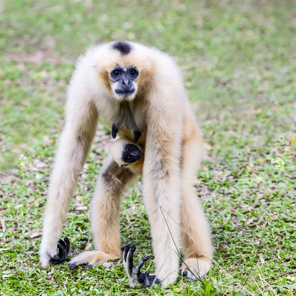 Gibbon Joues Blanches Gibbon Lar Avec Famille Ayant Bébé Est — Photo