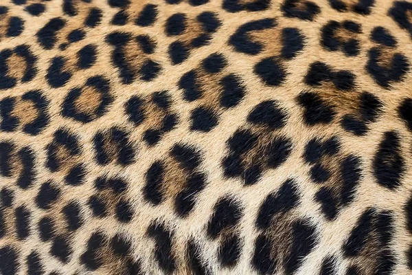 Textura Piel Leopardo Piel Real —  Fotos de Stock