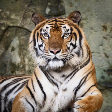 Portre yetişkin Çinhindi kaplanı açık havada duran. (Panthera tigris corbetti) doğal ortamlarında, vahşi tehlikeli hayvan doğal ortamlarında, Tayland.