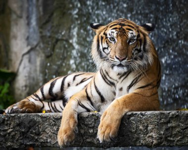 Portre yetişkin Çinhindi kaplanı açık havada duran. (Panthera tigris corbetti) doğal ortamlarında, vahşi tehlikeli hayvan doğal ortamlarında, Tayland.