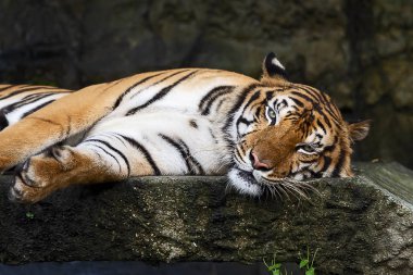 Gün boyunca, bir kaplan rahatlatıcıdır. (Panthera tigris corbetti) doğal ortamlarında, vahşi tehlikeli hayvan doğal ortamlarında, Tayland.
