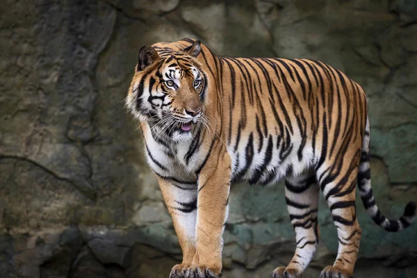 Portrait Tigre Indochinois Adulte Debout Extérieur Panthera Tigris Corbetti Dans — Photo