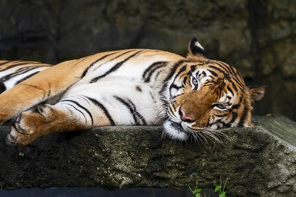 Tagsüber Entspannt Sich Ein Tiger Panthera Tigris Corbetti Natürlichen Lebensraum — Stockfoto