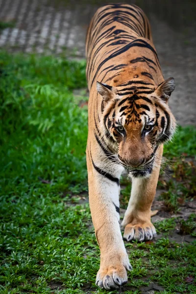 Porträtt Ständiga Vuxna Indokinesiska Tiger Utomhus Panthera Tigris Corbetti Den — Stockfoto