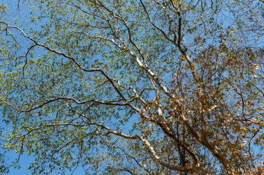 Sonbahar ile ormanda ağaç bahar gökyüzü parlak ışık ile üst ağaç dallarında bırakır.
